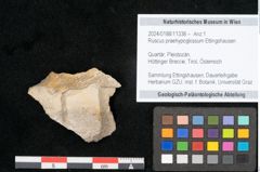 Foto (Objekt + Etikett) von Ruscus praehypoglossum Ettingshausen (NHMW-GEO-2024-0188-11338)